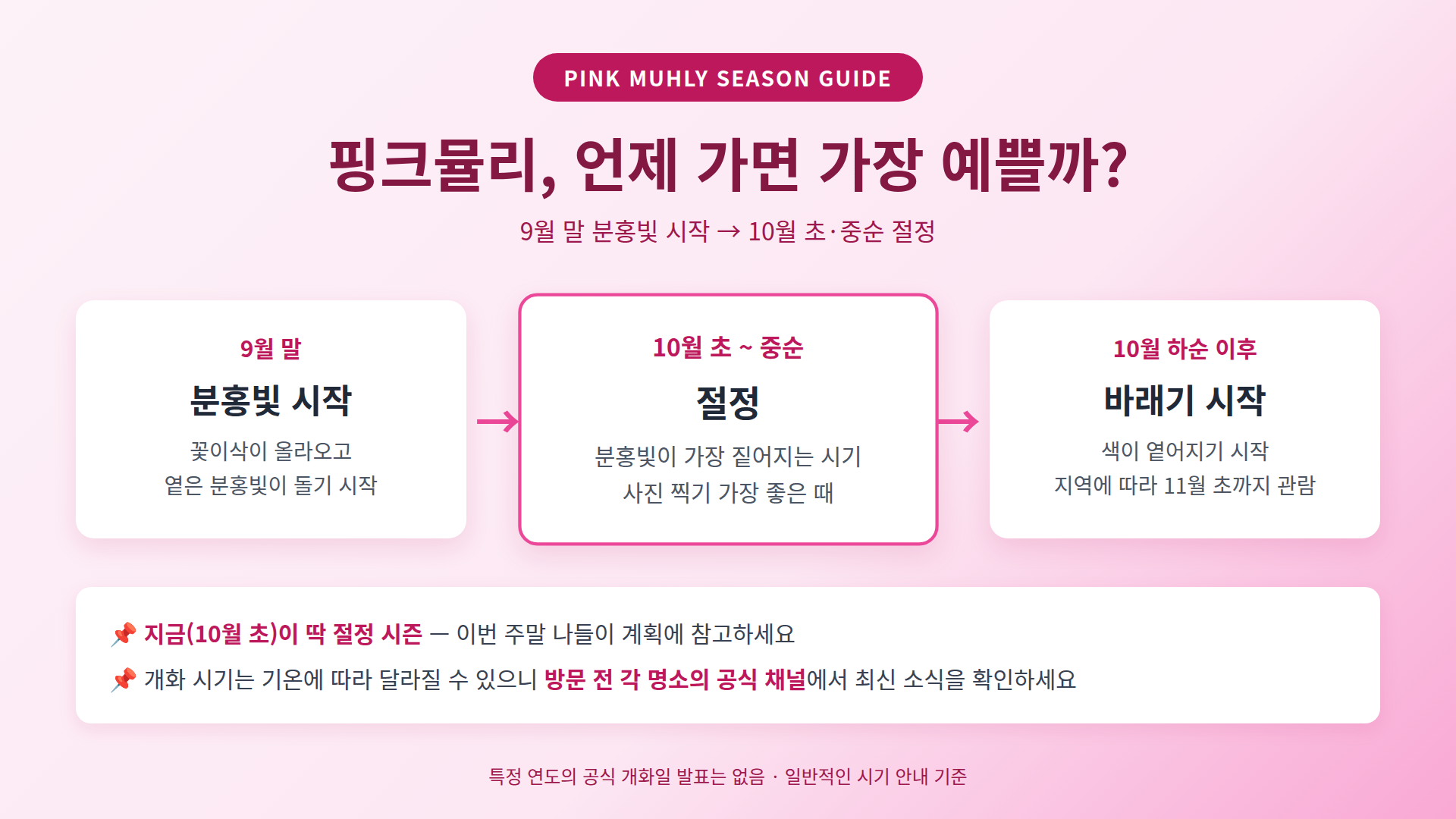 핑크뮬리 시기 안내 인포그래픽 — 9월 말 분홍빛 시작, 10월 초~중순 절정, 10월 하순 이후 바래기 시작